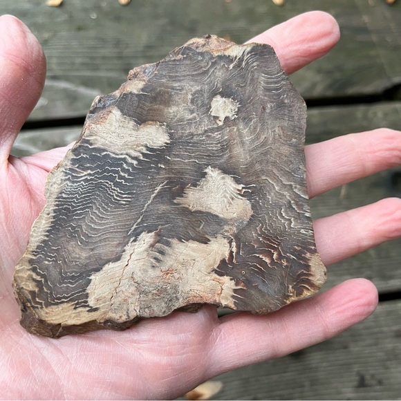 Petrified Wood 2 Piece Set - Picture 12 of 16